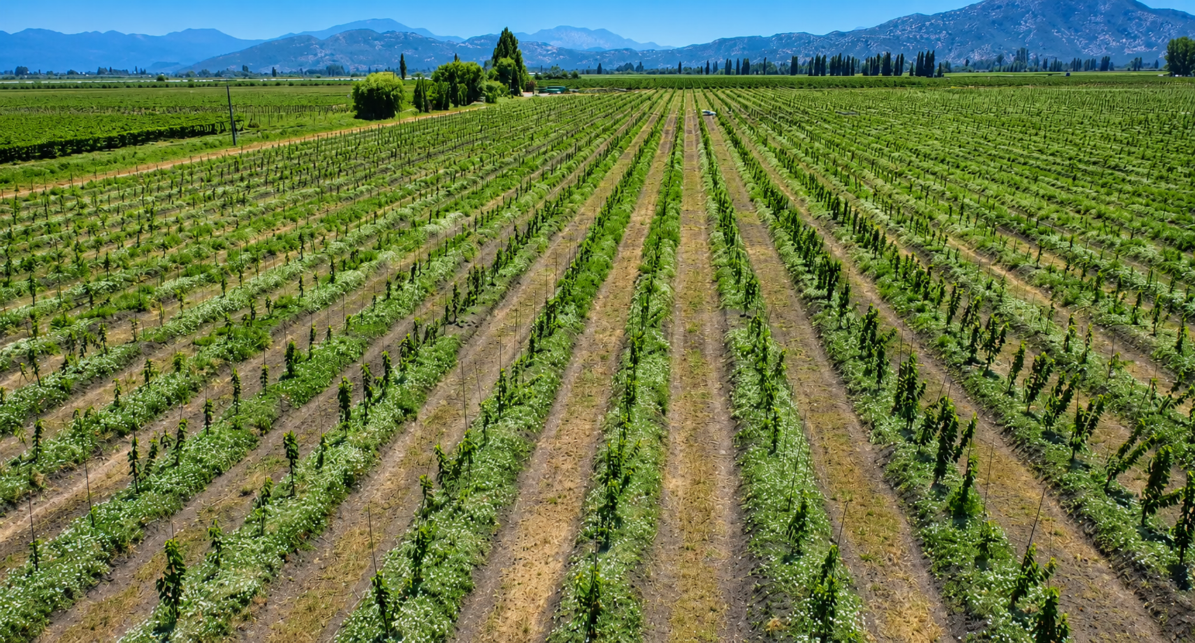 Drip irrigation